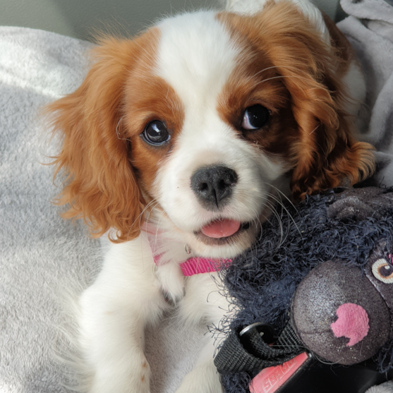 blenheim cavalier king charles spaniel